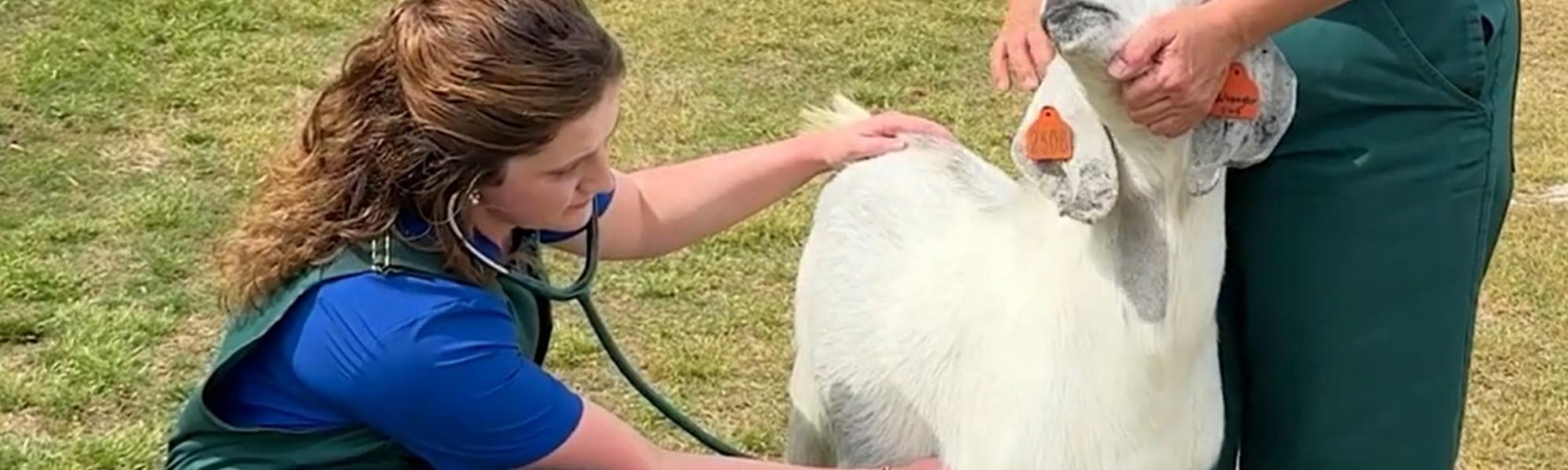 Kaleigh listens to a goat's heartbeat