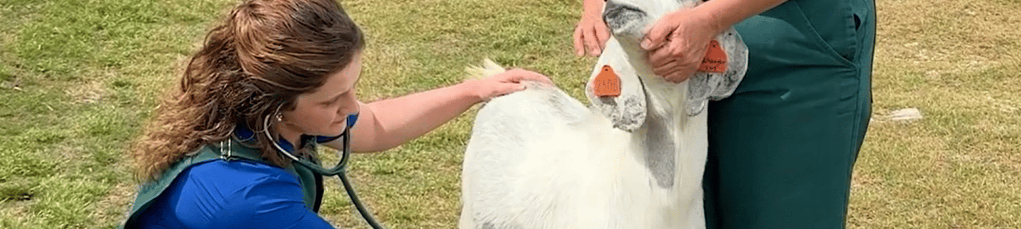 How 4-H Helped Kaleigh Discover Her Future | United Way of Marshall County