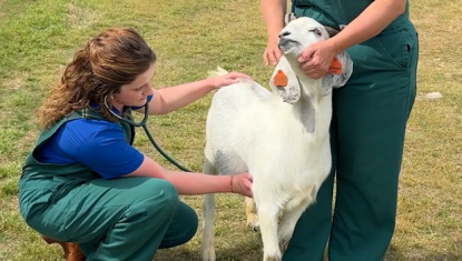 Kayleigh Checks a goat's heartbeat